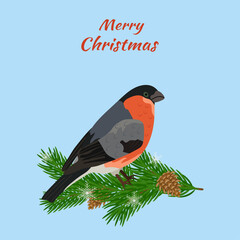 Bullfinch bird sitting on a spruce branch with cones and snowflakes. Red text Merry Christmas on a blue background. Greeting Christmas card. Vector cartoon illustration. Bright New Year banner.