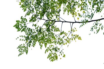 A Tropical tree with leaves branches on white isolated background for green foliage backdrop 