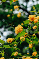 Keria Japanese bush blooming yellow in the botanical garden