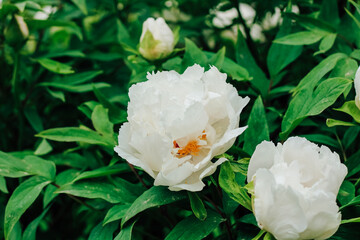 White peony flower close-up in botanical garden