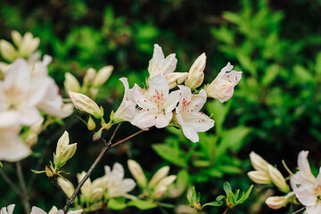 Plant bush white rhododendron close up