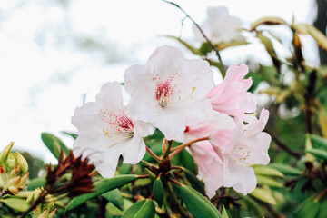 Plant bush pink rhododendron close up
