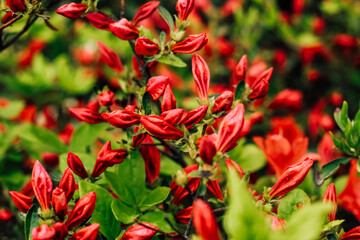 Plant bush red rhododendron close up