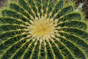 Cactus Ferocactus pilosus round with thorns in the desert close-up