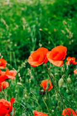Red poppy flowers in the garden close-up