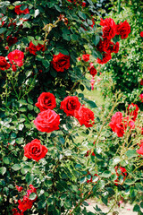 Obraz premium red climbing rose bush close-up in botanical garden, rose background