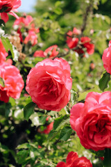 pink peony climbing rose bush close-up in botanical garden, rose background