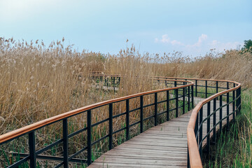Fototapeta premium Eco path wooden walkway in Lukomorie, ecological trail path - route walkways laid in the forest, in St. Petersburg, Russia.