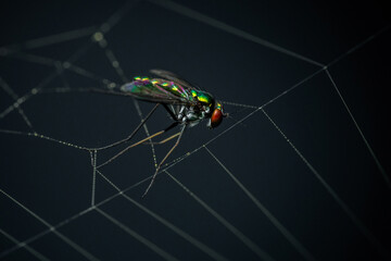 Common house spider (parasteatoda tepidariorum) with its prey.