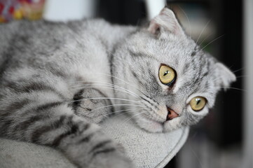 close up portrait of a cat