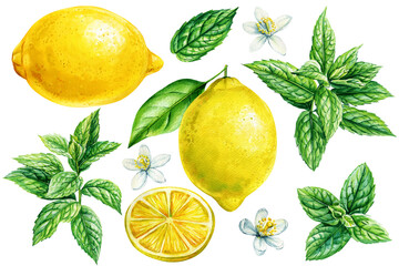 lemon and mint leaves, fruits and peppermint on isolated white background, botanical illustration watercolor painting © Hanna