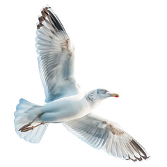 seagull isolated on white