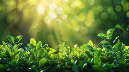 Close-up of fresh green leaves in sunlight, creating a serene and natural scene with vibrant foliage and sunlight.