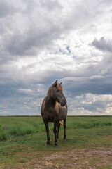 Semi-wild konik polski horse at Engure Lake Nature Park, Latvia on cloudy summer day © Julija
