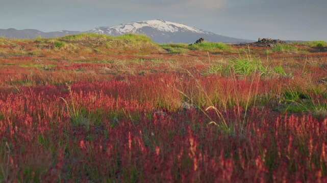 North Icelandic landscape in midsummer. Gimbal shot of red and green grass on the fields of petrified lava, Hekla volcano at background. Iceland nature
