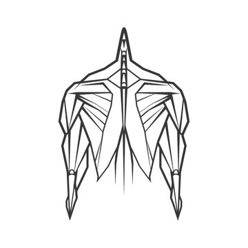 anatomical back muscles outline clip art preview
