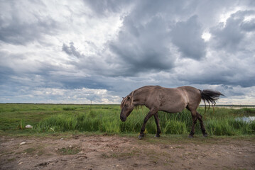 Semi-wild konik polski horse at Engure Lake Nature Park, Latvia on cloudy summer day © Julija