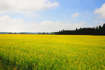 Agricultural landscape with flowering rapeseed field on a sunny day of July in South of Finland.
