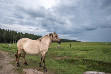 Semi-wild konik polski horse at Engure Lake Nature Park, Latvia on cloudy summer day © Julija