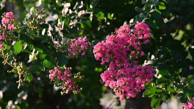 The crape myrtle is in full bloom in hot summer