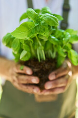 Gardener holding freshly harvested basil plant with soil in hands