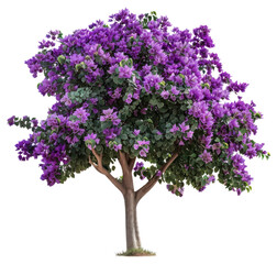 PNG Vibrant purple flowering tree