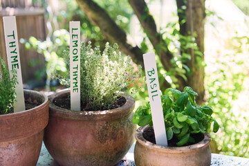Potted thyme, lemon thyme, and basil plants in an outdoor garden setting