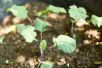 Young kale plants growing in garden soil with sunlight