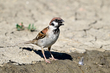 Feldsperling hechelt in der Hitze // Tree sparrow panting in the heat (Passer montanus)