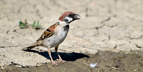 Tree sparrow panting in the heat // Feldsperling hechelt in der Hitze (Passer montanus)