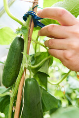 Gardener tending to cucumber plants with support clips in a lush green garden