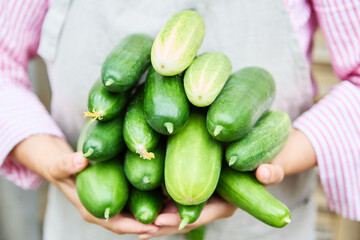 Freshly harvested cucumbers in the hands of a gardener, showcasing organic gardening