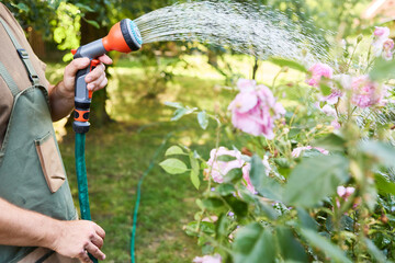 Gardener watering pink roses in a lush garden with a hose