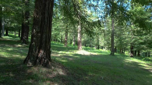 Forest Trail Through Redwood Trees At Bosque de Colon - Sequoias Poio In Pontevedra, Spain. drone pullback shot