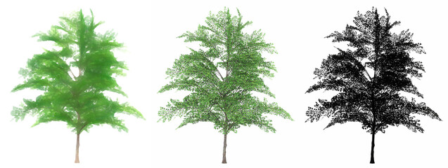 Set or collection of Japanese Maple trees, painted, natural and as a black silhouette on white background. Concept or conceptual 3d illustration for nature, ecology and conservation, strength, beauty