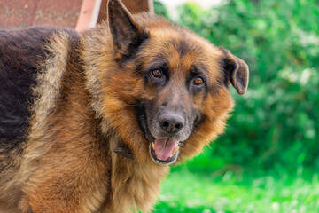 Portrait of a German Shepherd on a beautiful summer day. German shepherd with one floppy ear