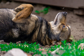 Little dog lying on the squares, funny dog ​​resting on a hot summer day. dog holding his paws up. Dog in a blissful mood. flying insect above the dog © Adam