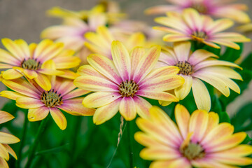 Beautiful African daisies flowers top view on unfolded flowers on a beautiful summer day © Adam