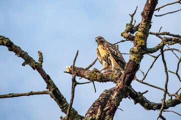 Red Tailed hawk perched