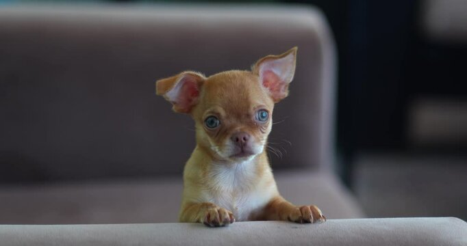 chihuahua puppy on a brown background