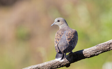 European turtle dove, Streptopelia turtur. A bird sits on a branch on a beautiful blurred background