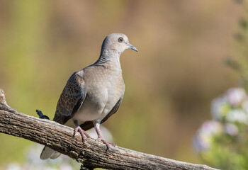European turtle dove, Streptopelia turtur. A bird sits on a branch on a beautiful blurred background