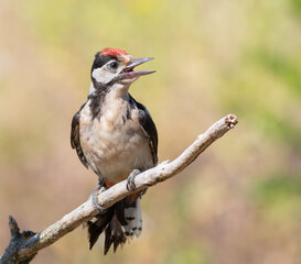 Great spotted woodpecker, Dendrocopos major. Close-up of a bird on a branch on a flat background