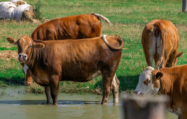 Brown cattle, cows, heifers on a green meadow in the countryside on a beautiful summer day © Adam