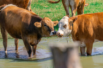 Brown cattle, cows, heifers on a green meadow in the countryside on a beautiful summer day © Adam