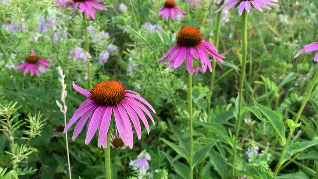 А flowers of echinacea in a flower bed in the garden. Background. Close up. Summer time vibes. For video presentation, advertising. Landscape, colourful, bright.
