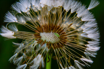 Dandelion flower, interior and exterior of a dandelion on a beautiful sunny day in the meadow © Adam