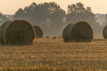 Fresh hay bales on a farm field after harvest. field in summer season in the morning during sunrise. Rural landscape © Adam