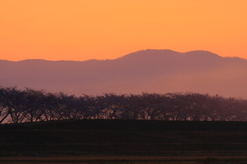 岩手県奥州市前沢区　満開の桜並木