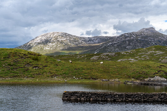 sheep in a grass field on a lake with rock wall and mountains